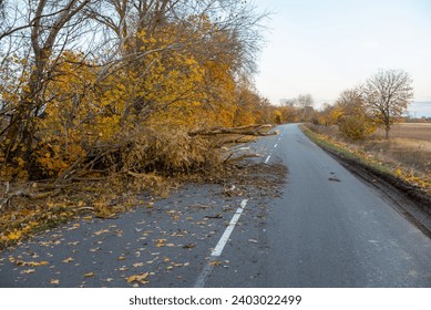 Asphalt road in the countryside, some trees are fallen on the roadway, autumn time. Natural obstacle for drivers, consequences of windy weather