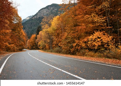 Asphalt road with fallen leaves inl autumn forest. Focus on foreground.