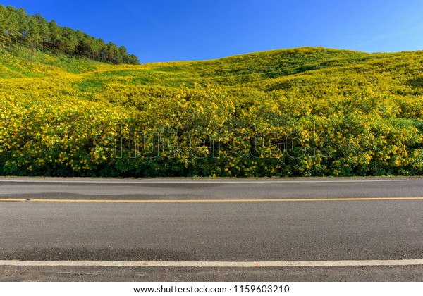 Asphalt\
road and flower field on blue sky in\
Thailand