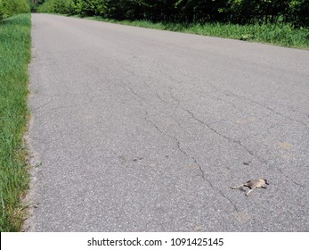 Image result for a frog sitting on the middle of the road