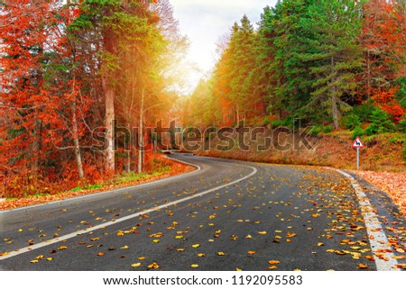 Asphalt road passing through the forest. Colorful leafy trees. Fallen Leaves. Gorgeous autumn image. Exciting. Bursa, Istanbul, Turkey.