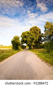 The asphalted road passing through trees (summer) growing at road