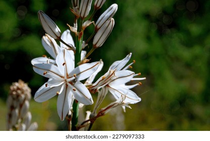 Asphodelus cerasiferus or Branched asphodel is a perennial herb in the Asparagales order in bloom in the forest of Tenerife,Canary Islands,Spain.Selective focus. - Shutterstock ID 2279097333