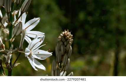 Asphodelus cerasiferus or Branched asphodel is a perennial herb in the Asparagales order in bloom in the forest of Tenerife,Canary Islands,Spain.Selective focus. - Shutterstock ID 2279207481