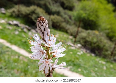 Asphodelus ramosus, the branched asphodel, is a perennial herbaceous plant in the order Asparagales. Similar in appearance to Asphodelus albus and Asphodelus cerasiferus and Asphodelus aestivus - Shutterstock ID 2152892867