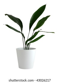 Aspidistra