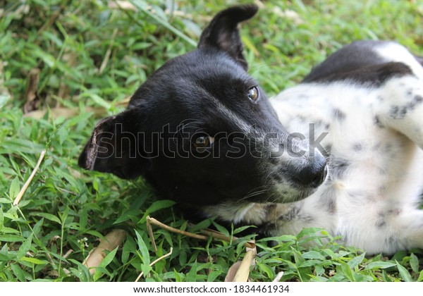 アスピン語 アソン ピノイ フィリピンの犬種 の写真素材 今すぐ編集