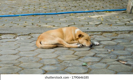 124 Aspin dog breed Images, Stock Photos & Vectors | Shutterstock