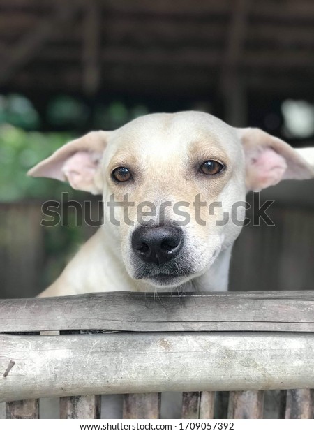 アスピンはフィリピンの先住民犬や雑種犬 しばしばフィリピンの街頭犬 アソン ピノイ のフィリピン語名である の写真素材 今すぐ編集