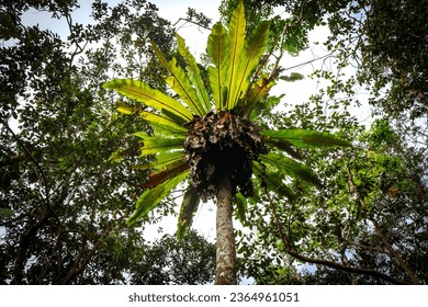 Asplenium nidus, or Bird's Nest Fern on a tree. This type of plant is epiphytic or attached to other plants - Shutterstock ID 2364961051