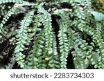 Asplenium trichomanes fern grows on a stone in the wild in the forest