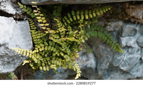 Asplenium Trichomanes: A hardy and ornamental fern with evergreen triangular fronds. Spring shots - Shutterstock ID 2280819277