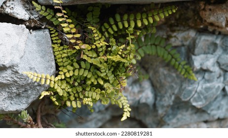 Asplenium Trichomanes: A hardy and ornamental fern with evergreen triangular fronds. Spring shots - Shutterstock ID 2280819281