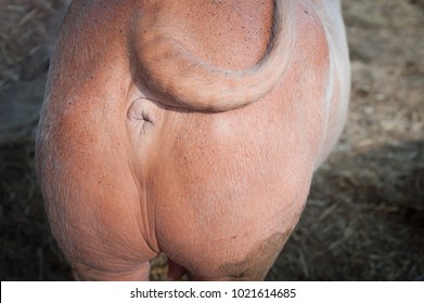 The ass hole of white buffalo