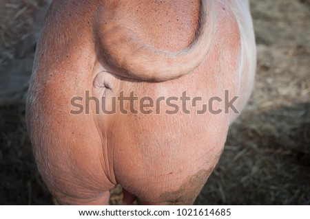stora afrikanska ass