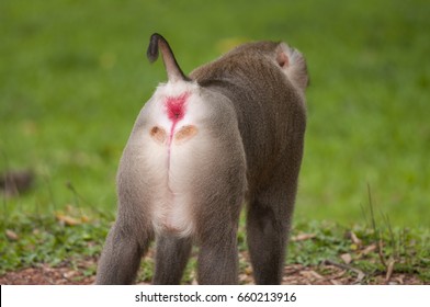 consider, busty shemale amateur babe masturbates and loves it seems good idea. agree