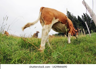 Ass of a young Simmentaler cow with horns and bell on the pasture. Danger to hikers from mother cows and young animals in the mountains.

