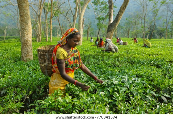 Assam North East ,India, April, 21,2008:  \
Harvesting,Rural women  workers plucking \
tender tea shoots in\
gardens of Assam,\
North East,\
India