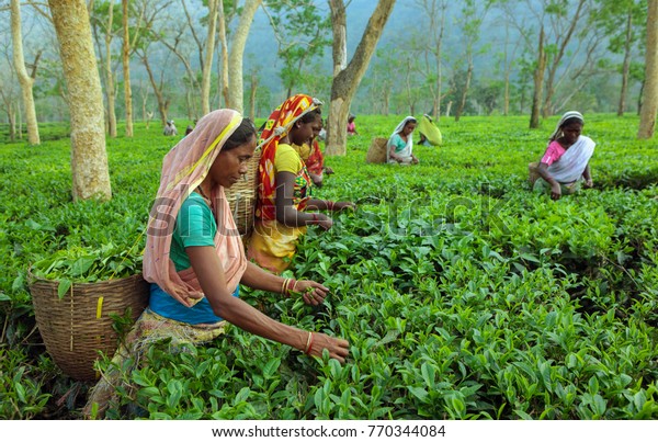 Assam North East India April, 21,2008:  \
Harvesting,Rural women  workers plucking \
tender tea shoots in\
gardens of Assam,\
North East,\
India