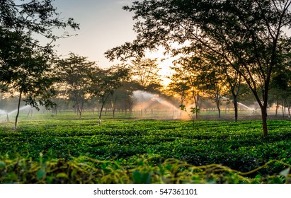 Assam tea garden in Dibrugarh.morning photographer of the garden. Green colour is so beautiful.