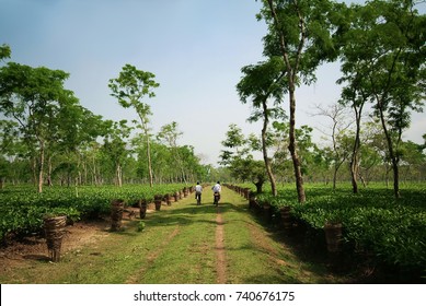 Assam Tea Garden Grown In Lowland And Brahmaputra River Valley, Golaghat District, Assam State, India.