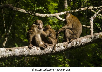 assamese macaque ,infant monkey