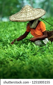 Assamese tea picker at work, Assam Tea Garden grown in lowland and Brahmaputra River Valley, India.