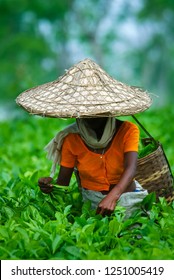 Assamese Tea Picker At Work, Assam Tea Garden Grown In Lowland And Brahmaputra River Valley, India.