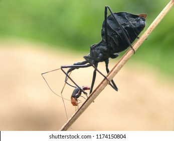 Assasin Bug Eat 