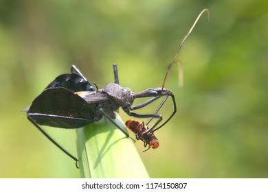 Assasin Bug Eat 