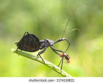 Assasin Bug Eat 