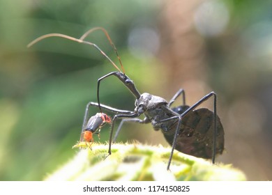 Assasin Bug Eat 