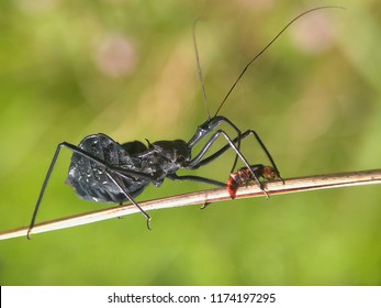 Assasin Bug Eat