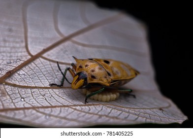 Assasin Bug With Her Eggs