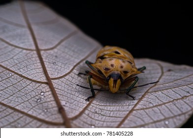 Assasin Bug With Her Eggs