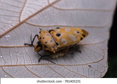 Assasin Bug With Her Eggs