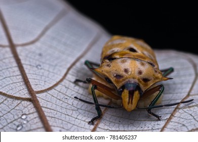 Assasin Bug With Her Eggs