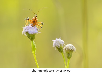 Assasin Bug With Purple Flower