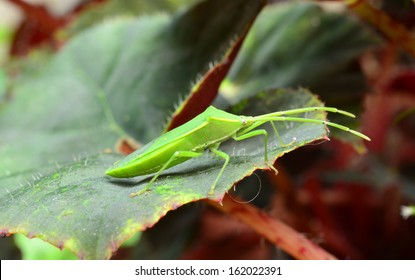 Assassin Bug