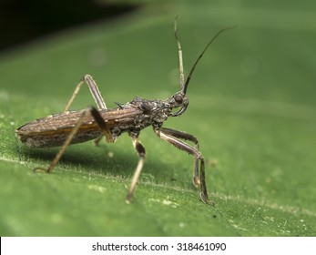 Assassin Bug