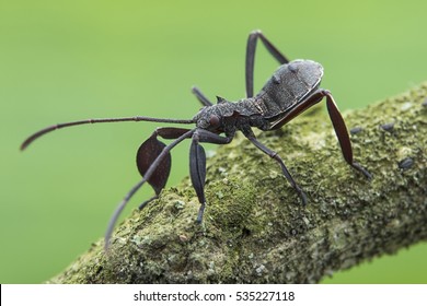 Assassin Bug