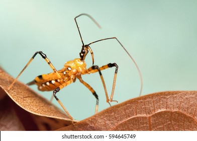 Assassin Bug