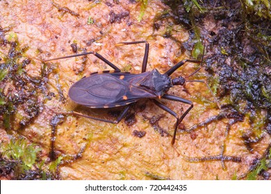 Assassin Bug