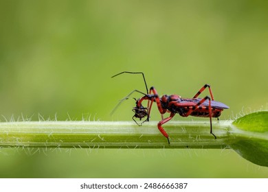 Assassin bug capturing and killing insect, close-up photo.
