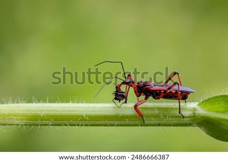 Assassin bug capturing and killing insect, close-up photo.