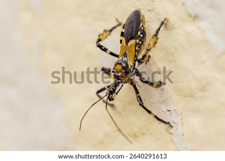 An assassin bug crawling on a weathered wall; focus stacked macrophotography captured in a farm house in the eastern Andean mountains of central Colombia, near the Iguaque natural reserve.