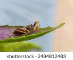 An assassin bug, the gardener