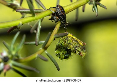 An Assassin Bug Has Pierced The Skin Of A Slug Moth Caterpillar And Is Extracting And Feeding Off The Internal Juices. This Is A Major Feast For This Predatory Insect