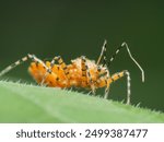 An assassin bug with orange body, black spots, and long, thin legs, resting on a green leaf. The image highlights the bug’s vibrant colors and intricate details, creating a captivating nature scene.