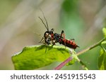 Assassin bug  (thread-legged bug) scientific name rhynochoris iracundus, taken in Geneva, CH.